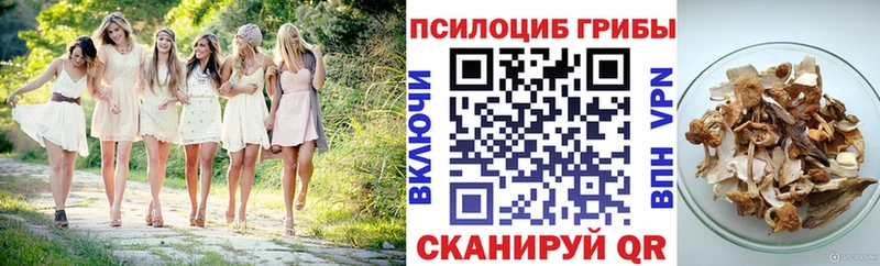 Псилоцибиновые грибы Psilocybe  Купить где  Бикин 